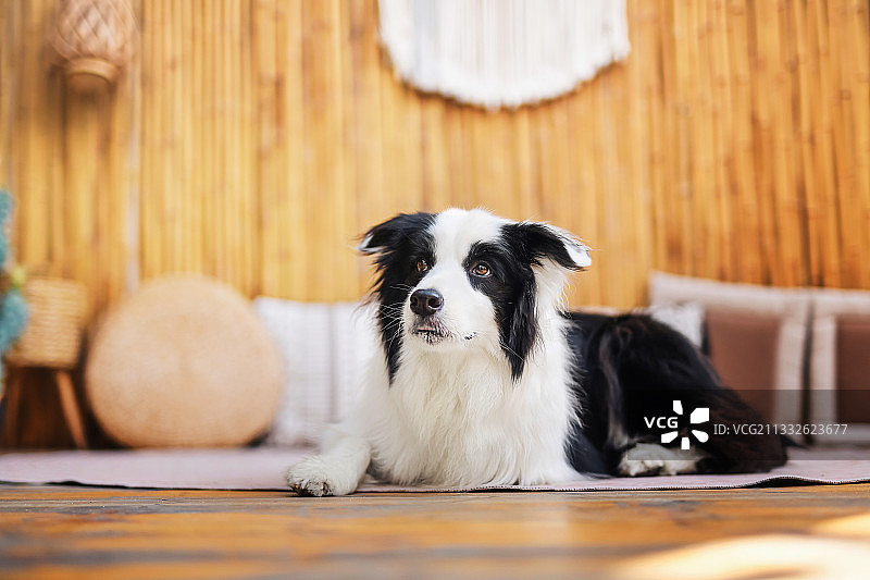 竹屋里的边境牧羊犬图片素材