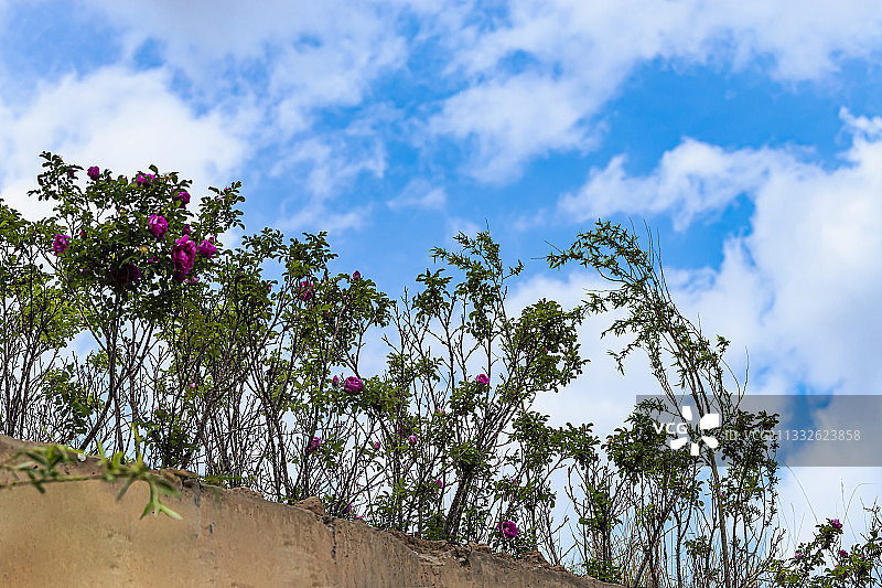 河堤蔷薇图片素材