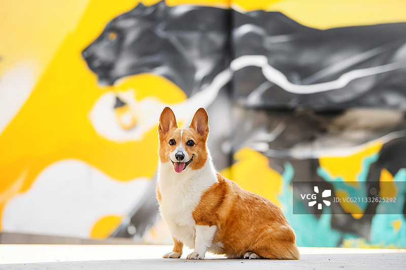 涂鸦墙前的柯基犬图片素材