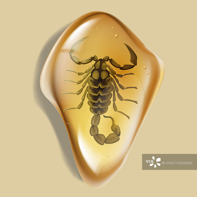 白色背景上带有昆虫的琥珀石图片素材