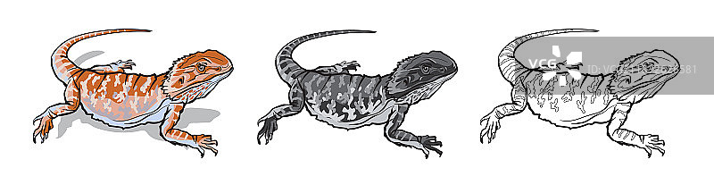 自然野生动物中的爬行动物蜥蜴图片素材