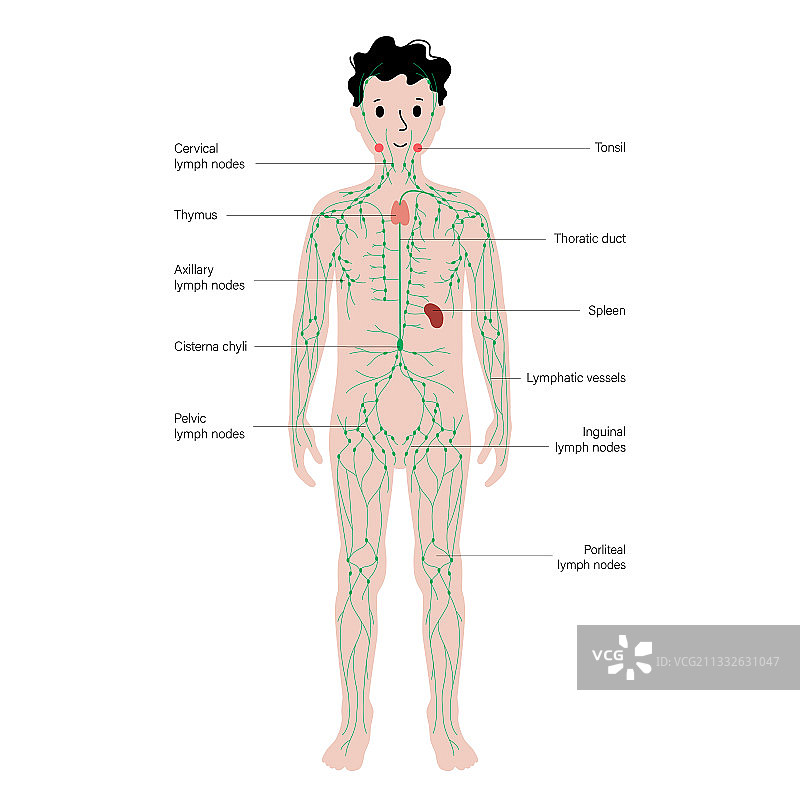 人体淋巴系统图片素材