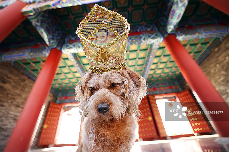 戴金冠的梗犬图片素材