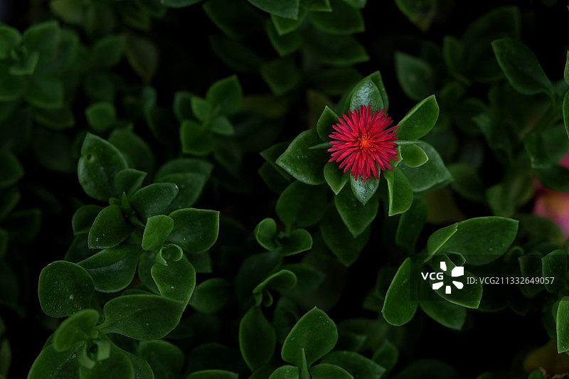 心叶日中花又叫花蔓草、露花、露草、牡丹吊兰图片素材