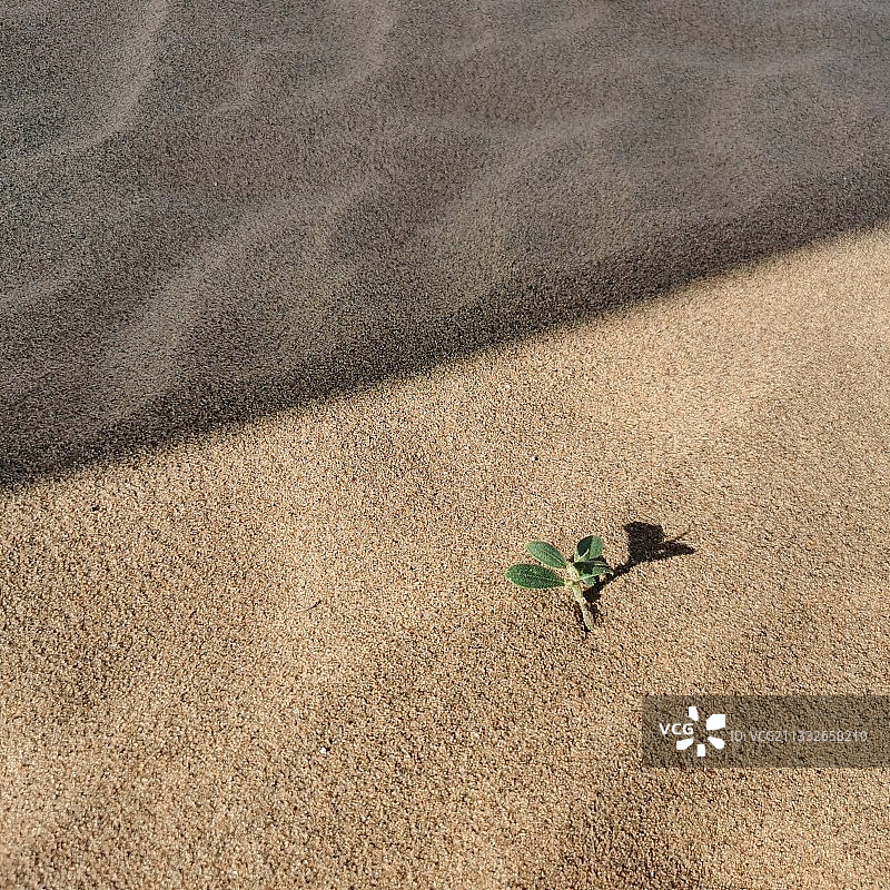 沙漠新生图片素材