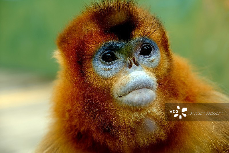 金丝猴图片素材