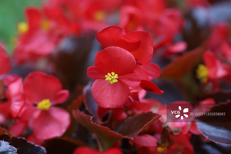 四季秋海棠图片素材