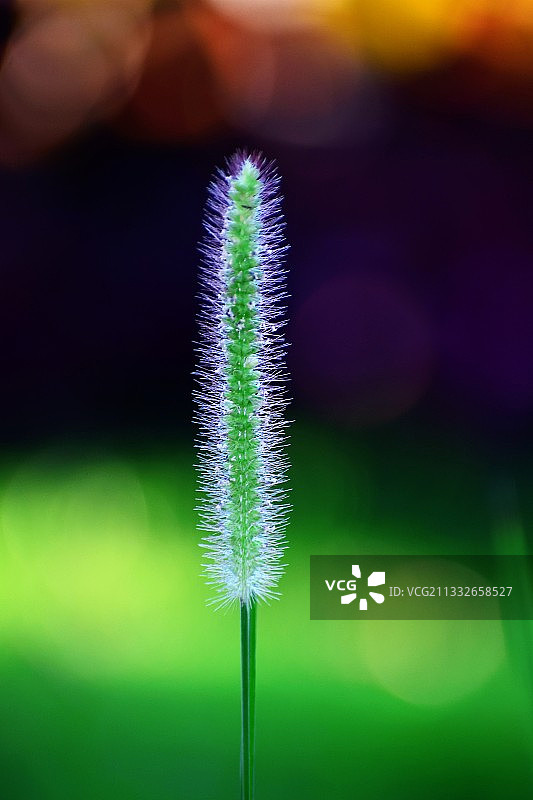 狗尾草图片素材