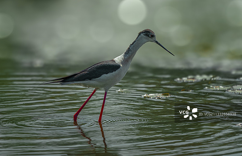 Long feet snipe黑翅长脚鹬图片素材