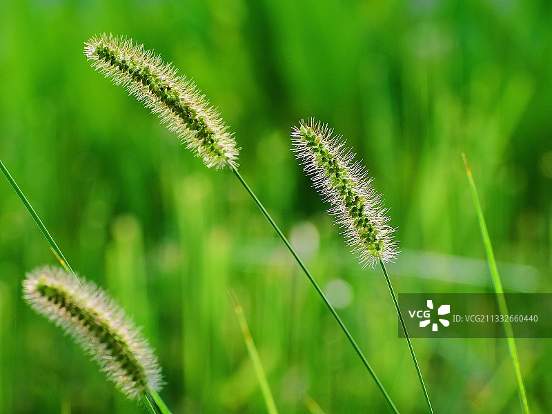 狗尾草图片素材