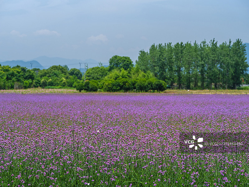 荻浦村 杭州图片素材