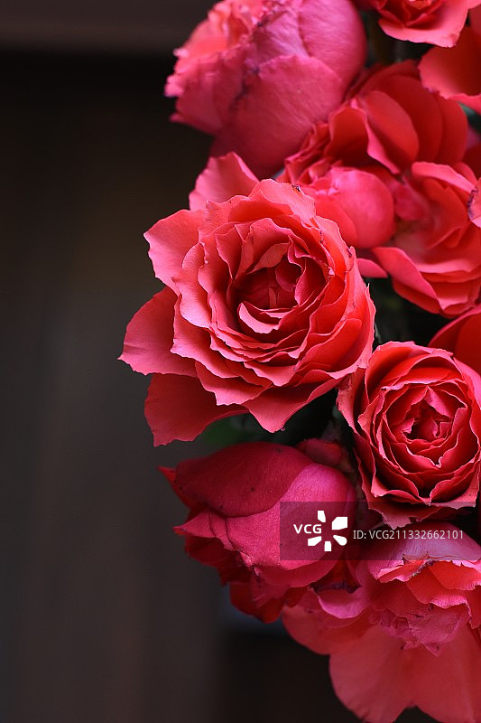 粉色玫瑰的特写图片素材