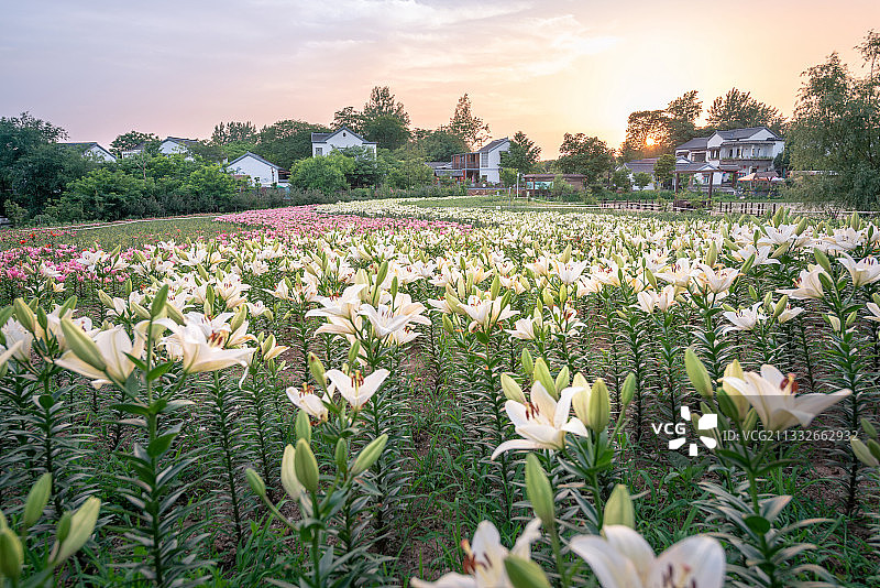 傍晚晚霞天空下开白花植物花海远处的乡村房屋田园风光图片素材
