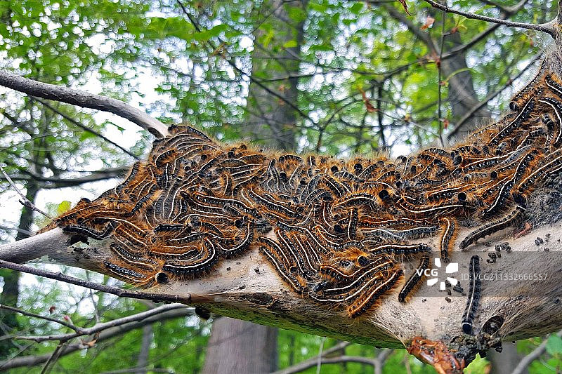 森林中树干的低角度景观图片素材