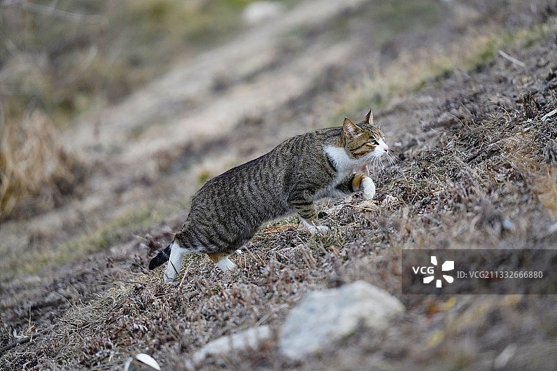 俯视角度拍摄的田野上的猫图片素材