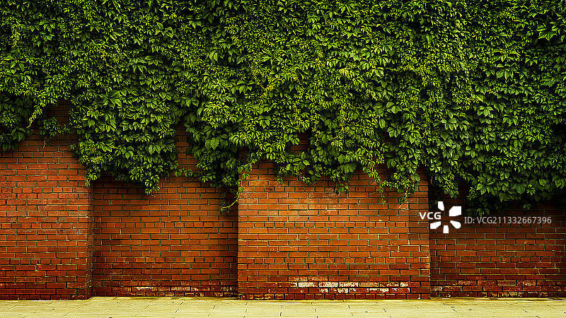 砖墙上生长的树木图片素材