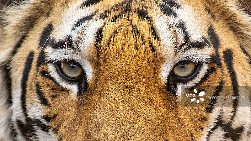 老虎的特写肖像，印度彭奇国家公园图片素材