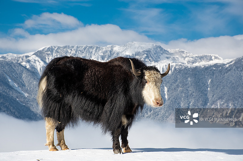 站在雪山上的麝牛的侧视图图片素材
