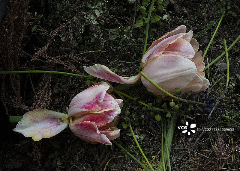 田野上的粉色玫瑰花朵特写图片素材