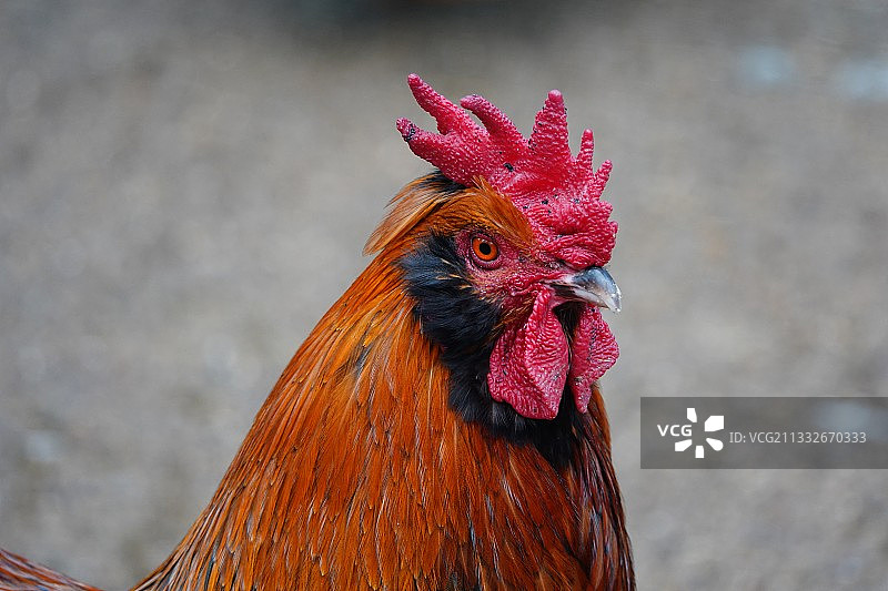 特写公鸡在球场上图片素材