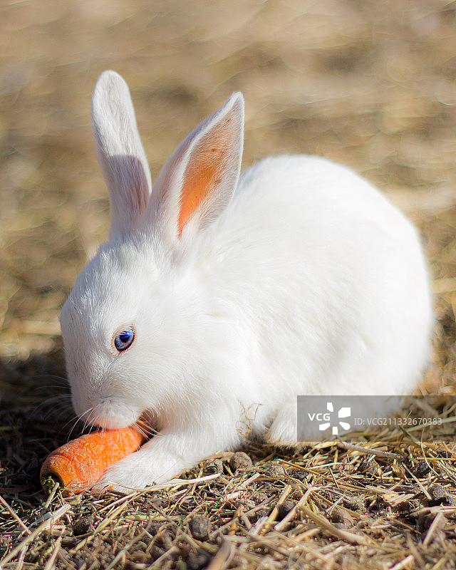 野战兔子的特写图片素材