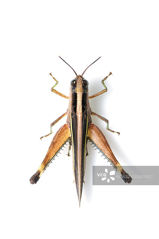 白色背景上昆虫的特写，泰国图片素材