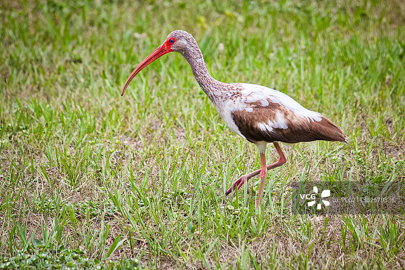 美国佛罗里达州草地上栖息的宜必思特写图片素材