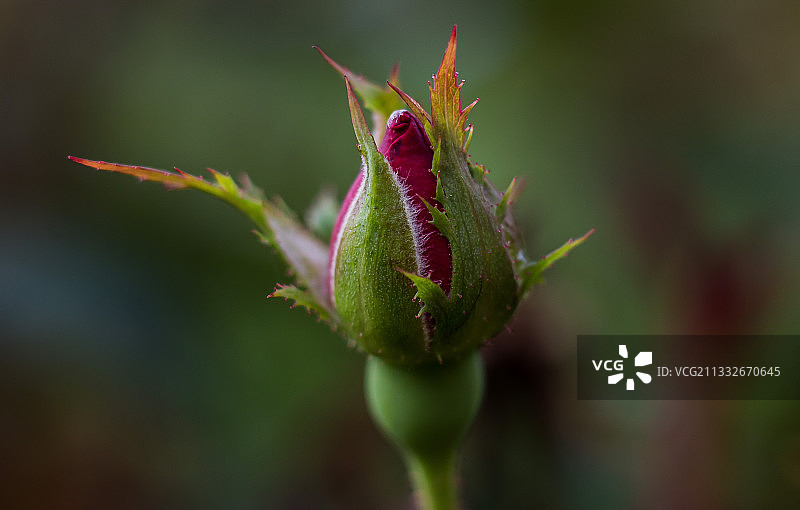 花蕾特写图片素材
