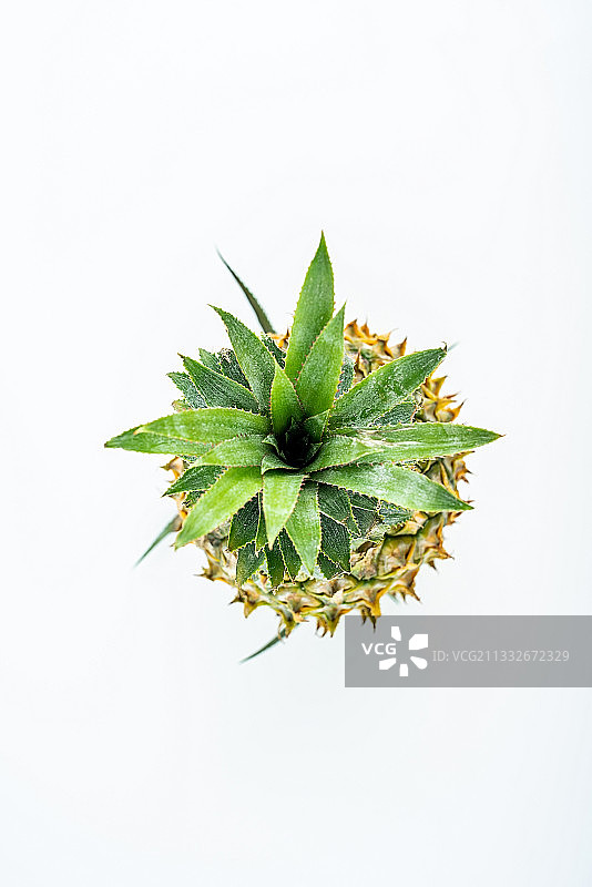 白背景上新鲜菠萝图片素材