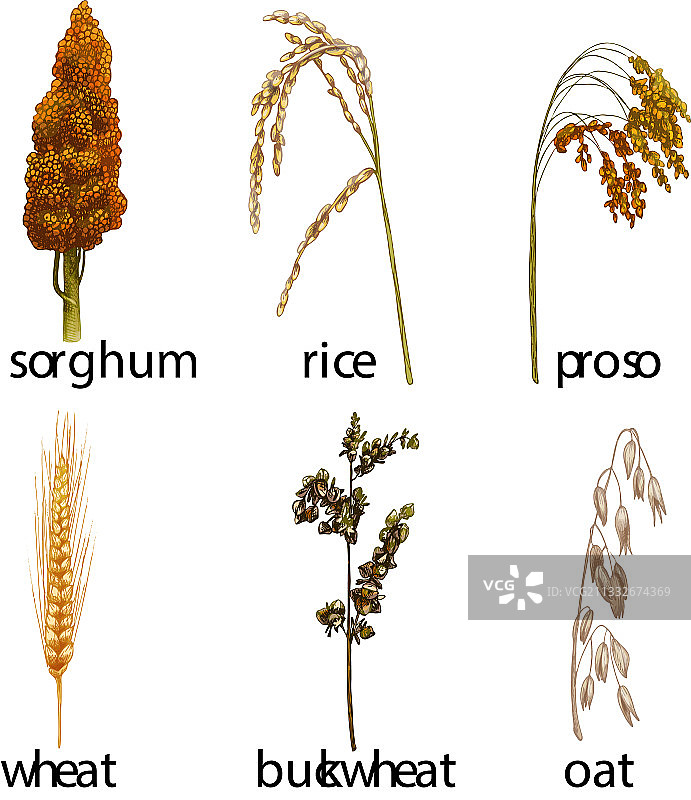 谷物叶片复古风图案图片素材