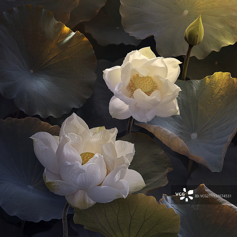 白色莲花特写图片素材