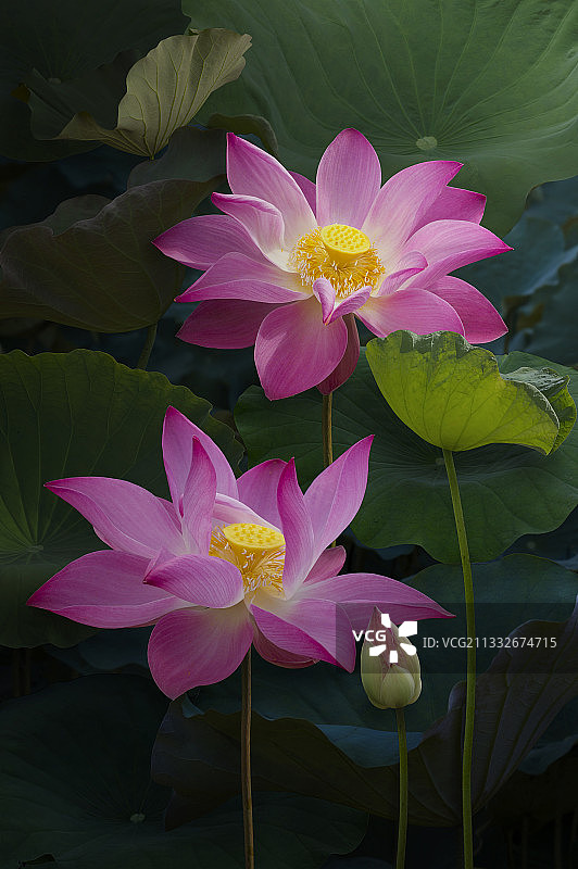 越南粉色睡莲特写图片素材