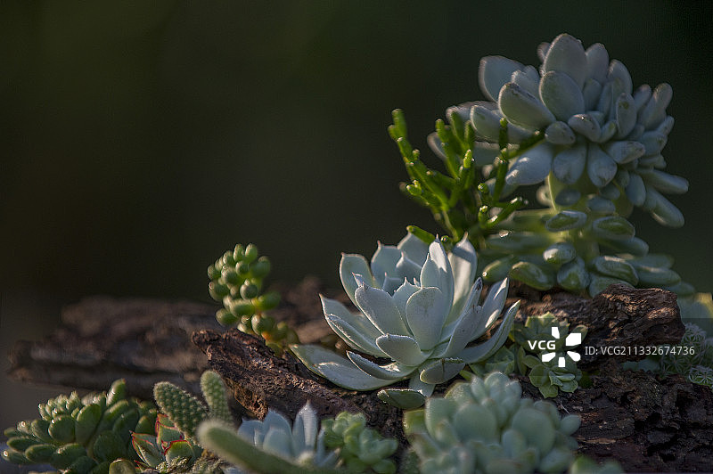 白色植物特写，越南图片素材