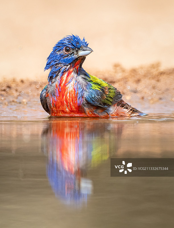 美国德克萨斯州格兰德河城，栖息在湖边的彩鹀特写图片素材