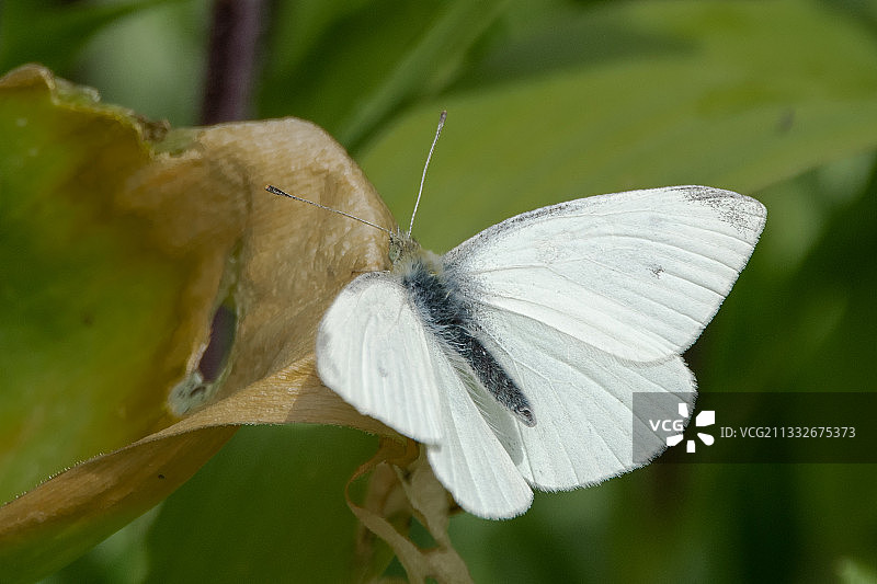 蝴蝶停留在树叶上特写，英国伦敦海德公园图片素材