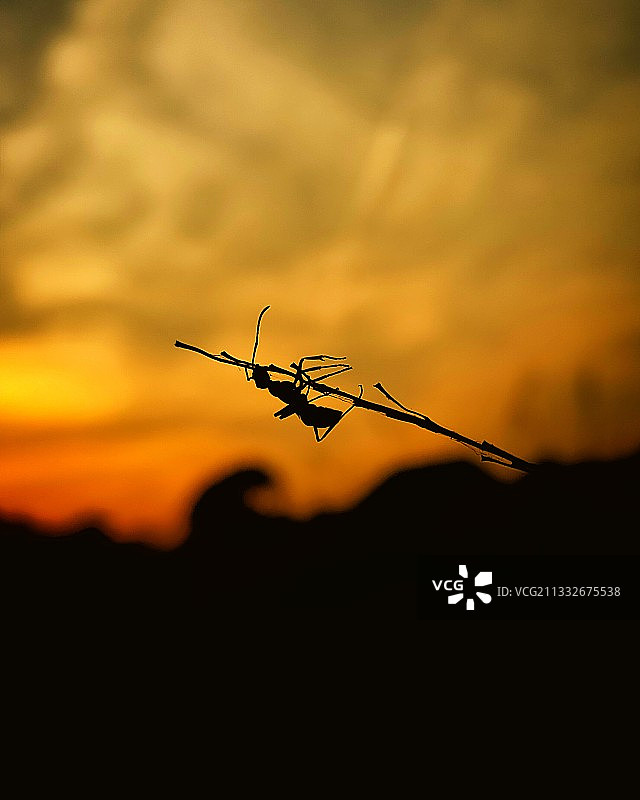 植物剪影与日落天空，印度图片素材