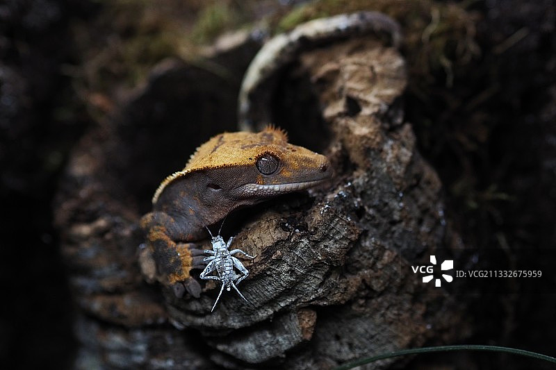 树干上青蛙的特写图片素材