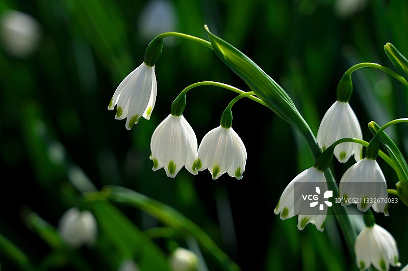 白色开花植物的特写图片素材