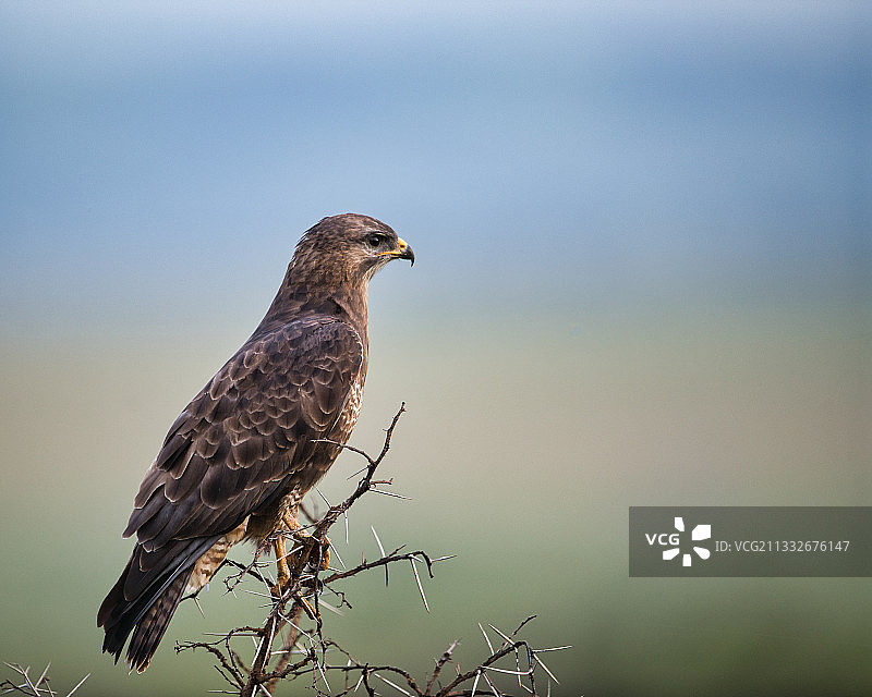 栖息在树枝上的猛禽特写，南非图片素材