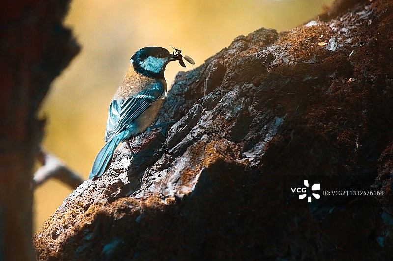 斯洛伐克山雀栖息在岩石上特写图片素材