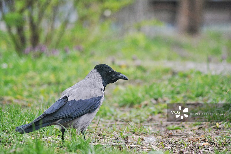 栖息在田野上的乌鸦特写图片素材