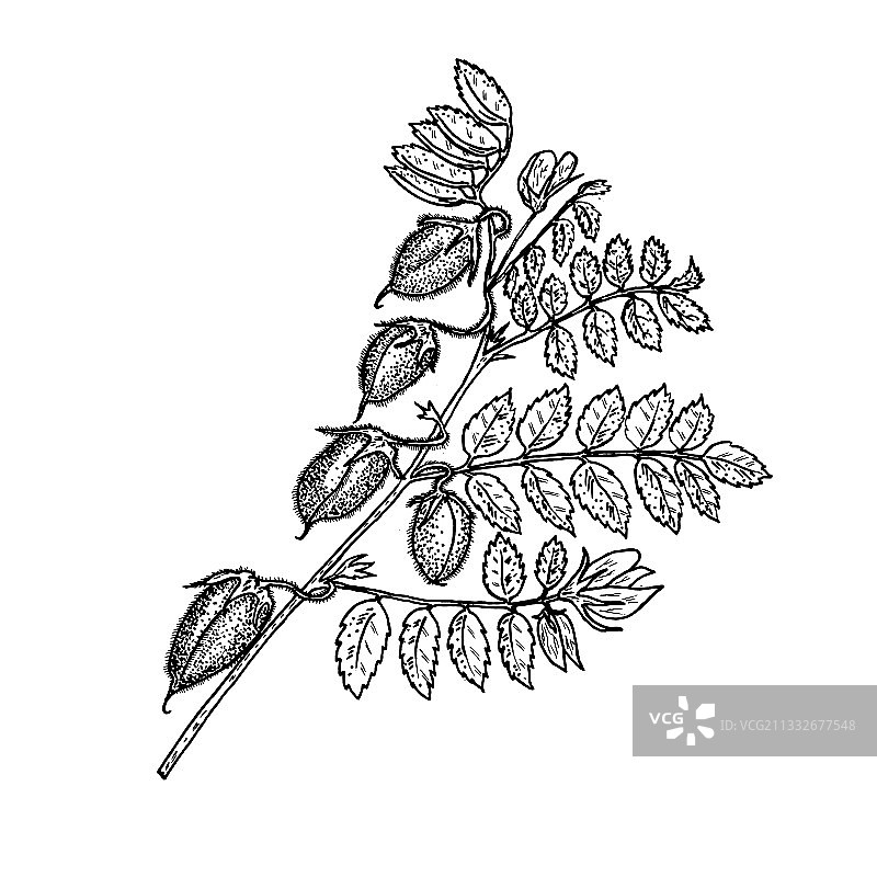 正在成熟的鹰嘴豆豌豆植物图片素材