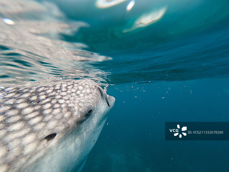 菲律宾海中游泳的海豹特写图片素材