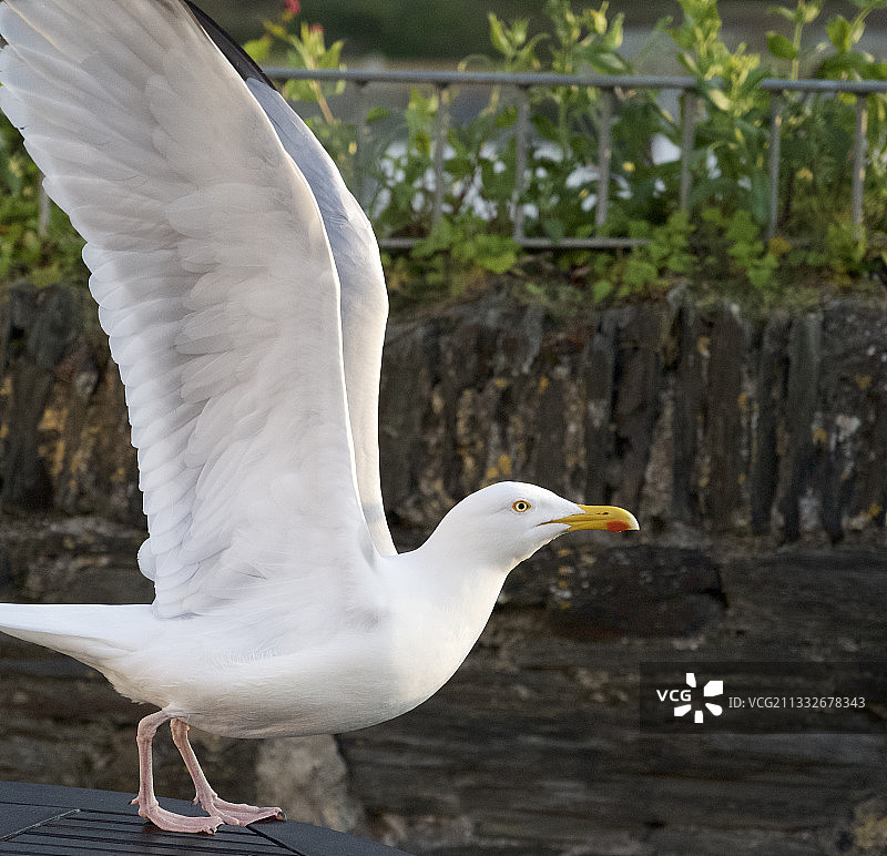 海鸥栖息在英国艾萨克港挡土墙上的特写图片素材