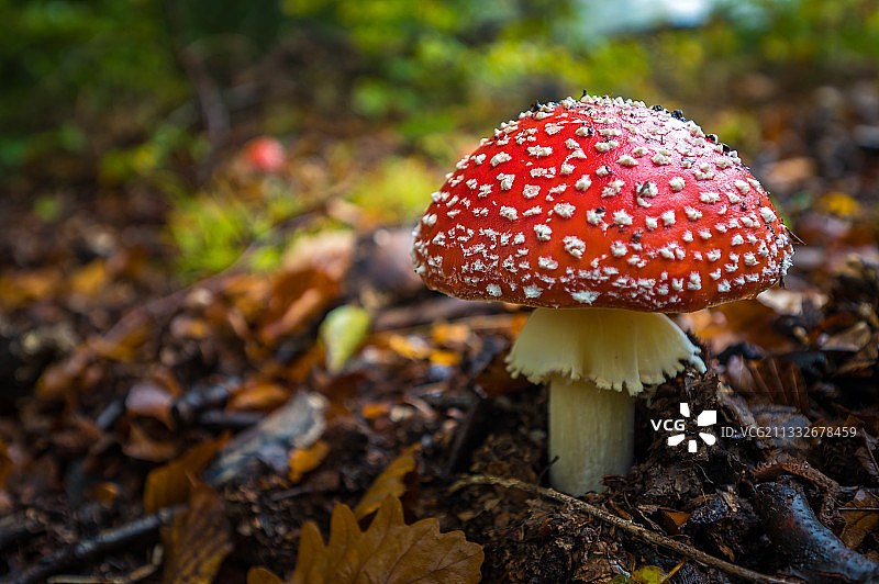 田野上的苍蝇木耳蘑菇特写图片素材