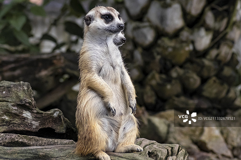 猫鼬坐在泰国岩石上望向远方特写图片素材