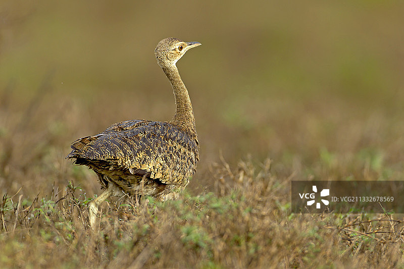 柯利鸨栖息在草地上的侧视图图片素材