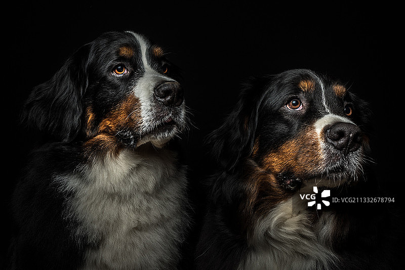 两只狗看向黑色背景图片素材