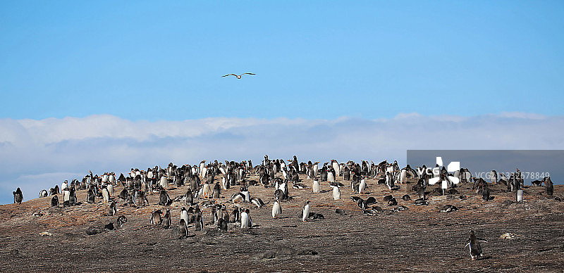 企鹅的天堂—桑德斯岛图片素材