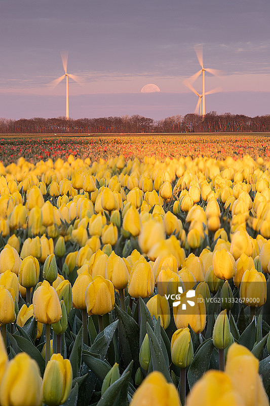 田野上黄色郁金香的风景图片素材